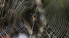U Grčkoj otkrivena golema paukova mreža s 111.000 paukova