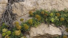 Ove biljke uspijevaju ondje gdje druge propadaju – i mogle bi promijeniti obalu