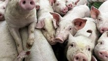 Veterinarska komora upozorava: Svinjska kuga i dalje prijeti, virus nije nestao