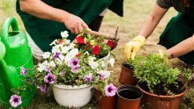Sada je pravo vrijeme: Evo što napraviti u vrtu za raskošan cvat omiljenih biljaka