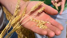 U Hrvatskoj raste proizvodnja pšenice, no jedna 'žitarica za zrno' bilježi pad