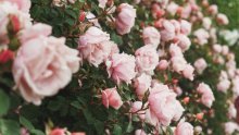 Jedan potez je ključan: Evo što napraviti u veljači za bujan cvat ruža cijelo ljeto