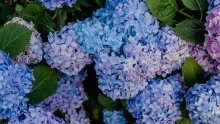 Ovo morate napraviti u veljači s hortenzijama kako bi zablistale u proljeće
