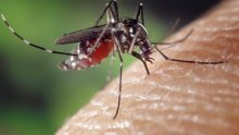 Virus koji prenose komarci odnio još jedan život: U Hrvatskoj troje zaraženih, jedan na respiratoru
