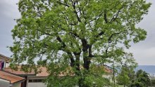 Skromni hrast ispred škole u Kostreni je hrvatski adut za najposebnije stablo Europe