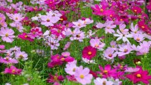 Želite vrt pun boja? Prekrasan ljetni cvijet sije se već sada