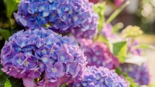 Ako imate hortenzije u vrtu, ovo napravite početkom ožujka