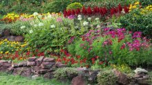 Kako kombinirati cvijeće da vrt izgleda luksuzno bez velikog budžeta