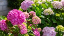 Izbjegnite greške: Evo kako pravilno orezati hortenzije za raskošan cvat cijelo ljeto