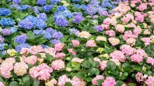 Jedan detalj odlučuje hoće li hortenzije biti plave ili ružičaste - evo kako mijenjati boju