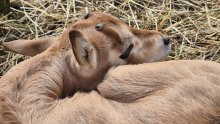 U Zoološkom vrtu u Zagrebu rođen sabljorogi oriks Pistacio: Tata je rođen u Leipzigu, mama je došla iz Amsterdama