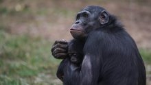 Znanstvenici iznenađeni: Bonobi ipak nisu toliko miroljubivi kao što se mislilo