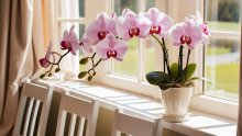 Orhideja vam ne cvjeta? Vjerojatno je držite na krivom mjestu
