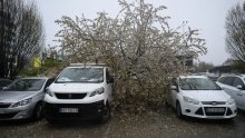 Evo kada i kako možete naplatiti štetu ako vam je stablo palo na auto