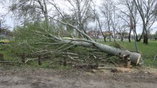 Strašne brojke: Gotovo 10 tisuća stabala oštećeno u zagrebačkom nevremenu, oko 3500 ih se mora ukloniti