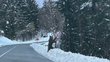 Nevjerojatan prizor iz Gorskog kotara: Medvjed uz prometni znak postao hit na mrežama