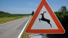 Vozači, oprez: Srna na A3, vozi se uz ograničenje brzine