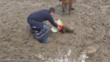 Lički policajci u spasilačkoj misiji: Pogledajte kako su spasili život ždrijebetu