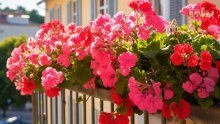 Balkon vam je cijeli dan na suncu? Ovo prekrasno cvijeće na njemu će zablistati