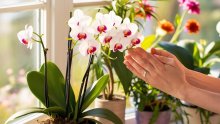 Orhideje će vam cvjetati ljepše nego ikad uz ovaj jednostavan trik