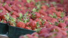 Proizvođači upozoravaju: Domaće jagode mogle bi postati luksuz