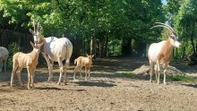 Ugrožena vrsta: Zagrebački ZOO pohvalio se krdom sabljorogih oriksa