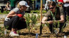 U Zaprešiću posađena nova i najveća hrvatska Crošnjica