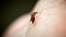 U susjednoj zemlji potvrđen prvi smrtni slučaj od malarije