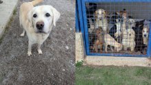 Preminuli muškarac držao gomilu pasa u horor uvjetima: Njihove leševe čuvao u kući