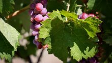 Udruga ruralnog turizma: Potencijal za razvoj seoskog agroturizma ozbiljno je narušen