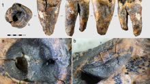 Znanstvenici imaju dokaze: Neandertalci su prije 59 tisuća godina imali - zubare