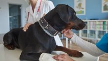 Veterinarski fakultet pokrenuo važan program: Hrvatska je dobila banku krvi za pse