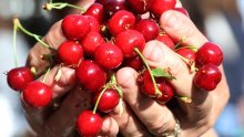 Šest eura za kilu trešanja na tržnici: Možete proći duplo jeftinije, ali postoji kvaka