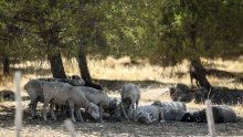 Vlak pregazio 89 ovaca, a sada pastirima stiže račun od 25 tisuća eura