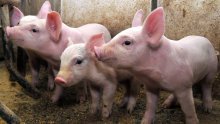 Krađa kakva se ne viđa svaki dan: Nestala 24 praseta iz farme kod Darde
