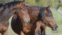 Konji lutali Ličkim poljem i činili štetu: Općina im stala na kraj