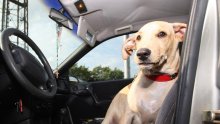 Vozili ste ljubimca u automobilu? Evo kako se najlakše riješiti dlaka