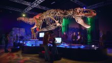 Misterij T-rexovih ruku: Znanstvenici otkrili zašto su strašni predatori žrtvovali udove zbog moćne glave