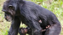 Čimpanze i bonobi imaju 'krug prijatelja' baš kao i ljudi
