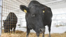Raste proizvodnja goveda i peradi: Manje domaćih svinja, ovaca, koza, jaja i mlijeka