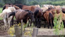 Tragedija kod Križevaca: Kobila ubila veterinarskog djelatnika