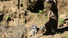 Zagrebački ZOO na Svjetski dan okoliša uz edukaciju o otpadu, recikliranju i klimi