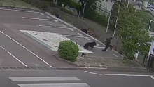 Japanci nakon 10 dana ulovili medvjeda: Ozlijedio četiri osobe, pa pio vodu iz slavine