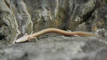 U Cerovačkim špiljama uspostavljeno oporavilište za čovječje ribice