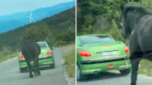 Uznemirujuća snimka iz Senja: Automobilom po cesti vuče – konja!