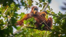Sve ih je manje: Poplave i klizišta odnijeli desetke rijetkih orangutana