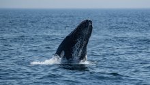 Znanstvenici u Indijskom oceanu pronašli najstarije i najveće groblje kitova