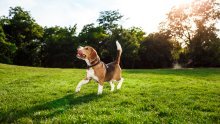 Veterinarska udruga o 'savjetima' s TikToka: 'Ne, ne smijete psima davati ibuprofen'