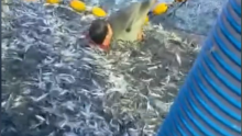 VIDEO Dramatično spašavanje na Jadranu: Ribar bez razmišljanja skočio u mrežu kako bi spasio dupina