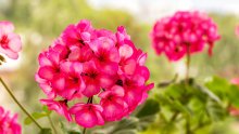 Trik iskusnih vrtlara: Uz ova tri prirodna rješenja pelargonije će cvjetati kao nikad prije